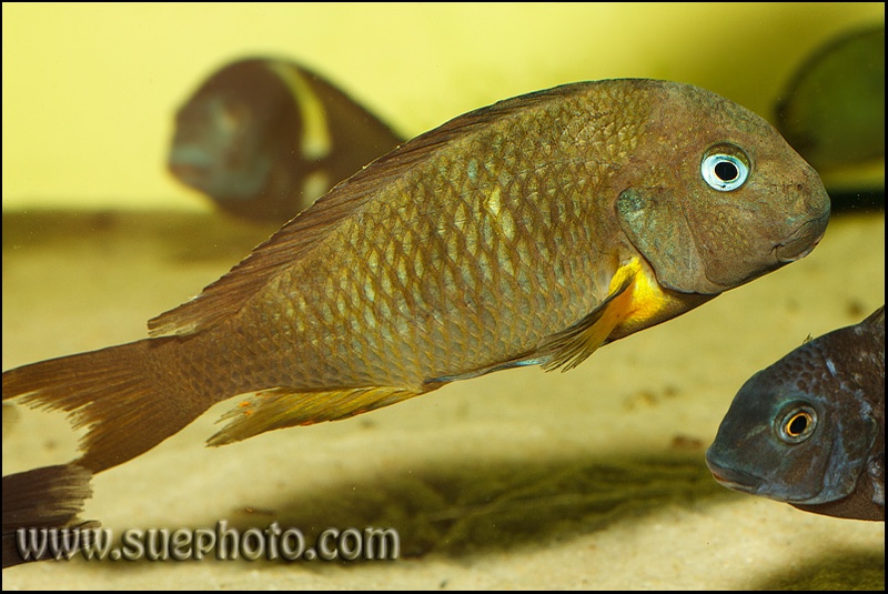 Tropheus sp. 'crescentic' Mkuyu